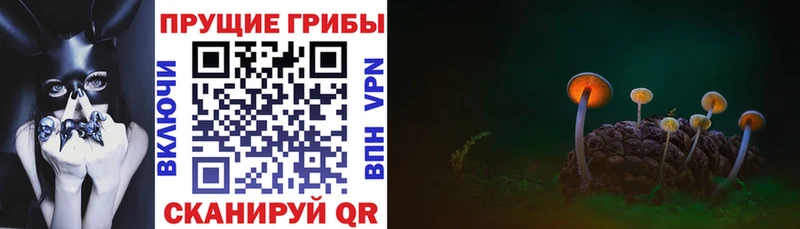 где можно купить наркотик  Нерчинск  Галлюциногенные грибы GOLDEN TEACHER 